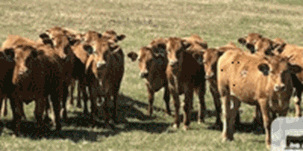 23 Akaushi Bred Heifers... Southwest OK
