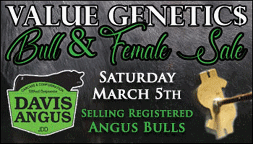 SS-Davis Angus Value Genetics Bull & Female Sale-03-05-2022