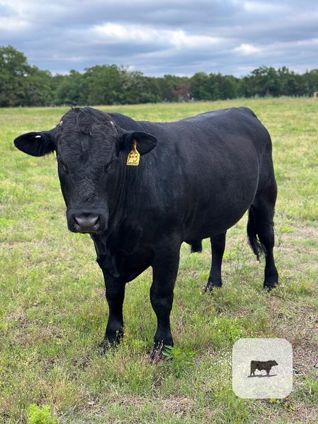 2 Balancer/Beefmaster Bulls... Central TX Cattle Range