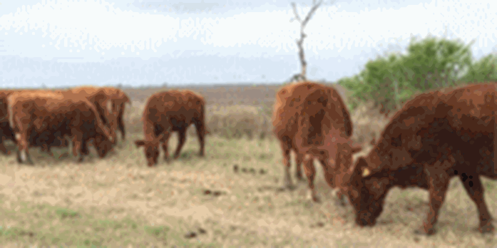 28 Red Angus Cows... Southeast TX