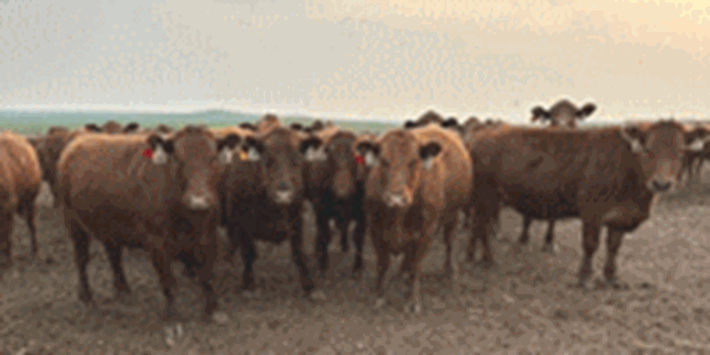 84 Red Angus Cows... S. Central ND