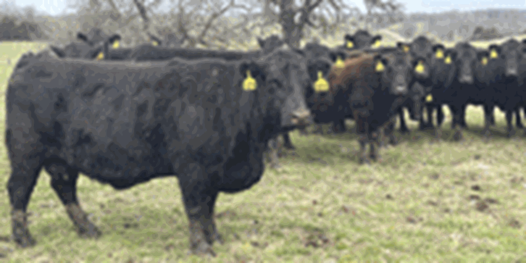 62 Angus Cross Cows... Southwest MO
