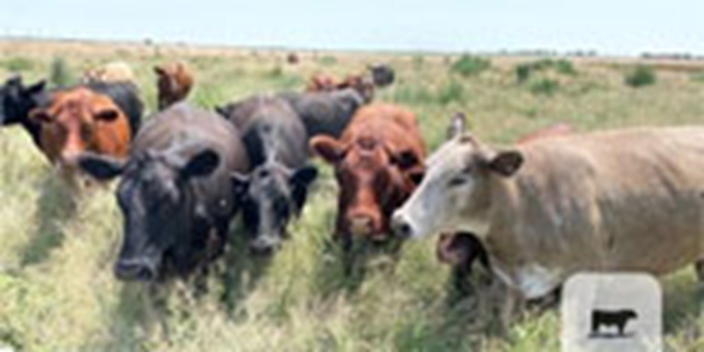 120 Angus, Red Angus & Charolais Cross Cows... W Central TX