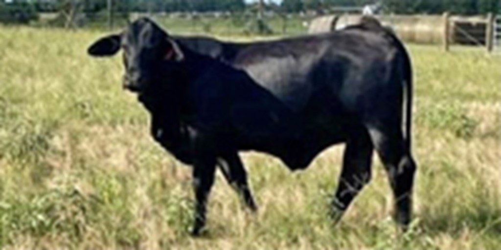 9 Brangus Bred Heifers... Southeast TX