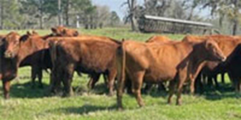 21 Red Angus Cows... Southeast TX