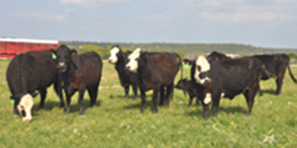 8 Angus/Hereford BWF 2nd-Calf Cows... Central TX