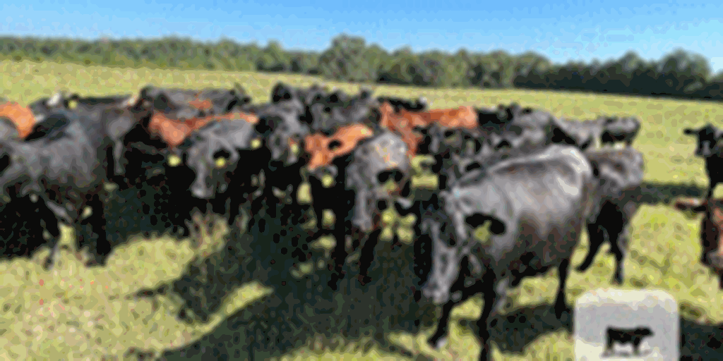 42 Angus, Brangus, & Red Angus Cows... N. Central AR