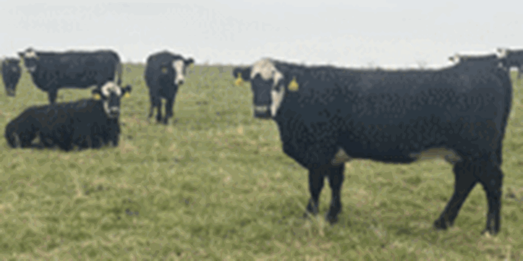 49 Angus Cross 'BWF' Cows... Southwest MO