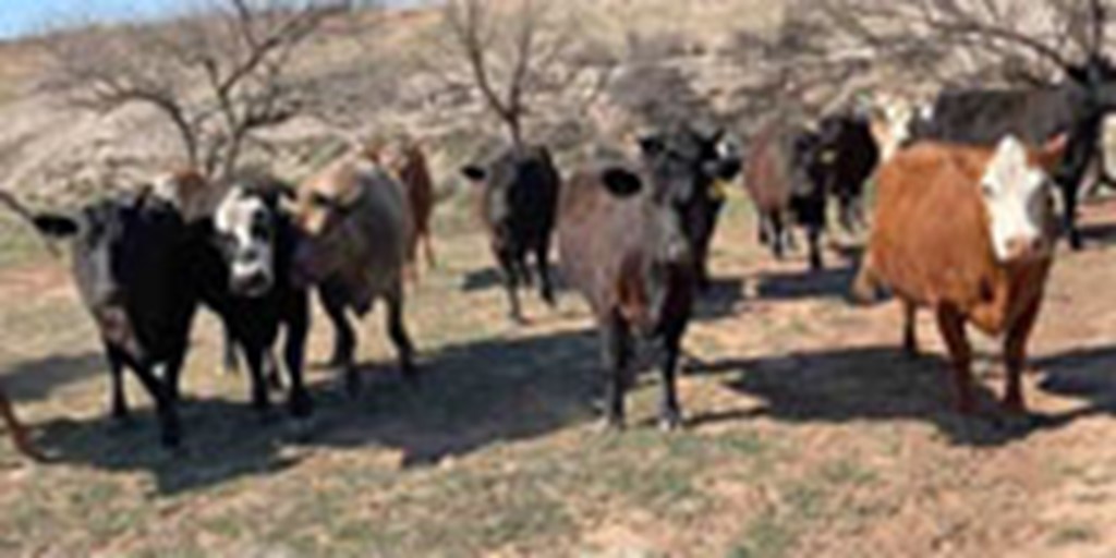 200 Angus, Red Angus & Charolais Cows... W. Central TX
