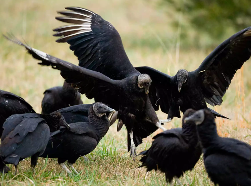 Black Vultures are killing Newborn Livestock in the Midwest and their Territory is Expanding