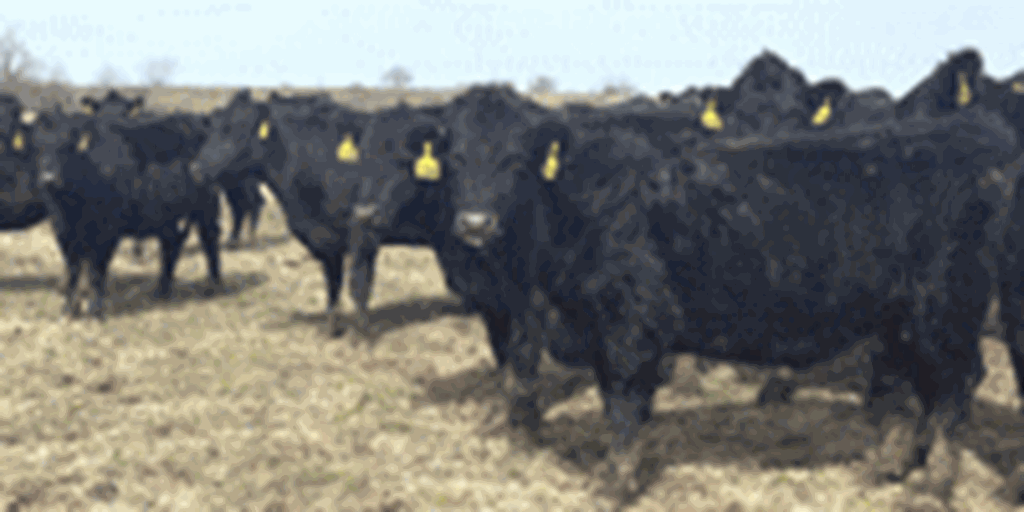 42 Angus & BWF Cows... Southwest MO