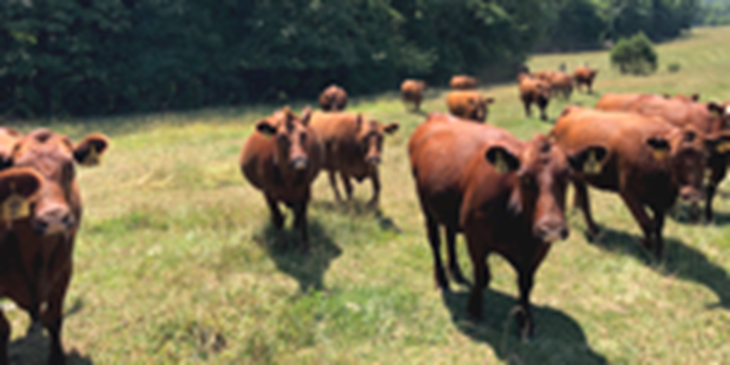 80 Red Angus Cows... Northeast AR
