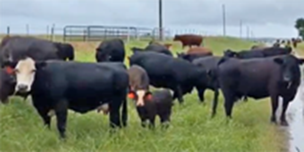 36 Angus, Red Angus & Black Baldy Cows... N. Central OK ~ FD