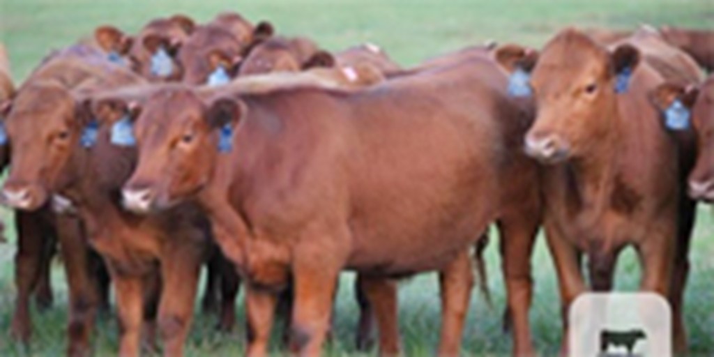 100 Reg. Red Angus Bred Heifers... Central AR
