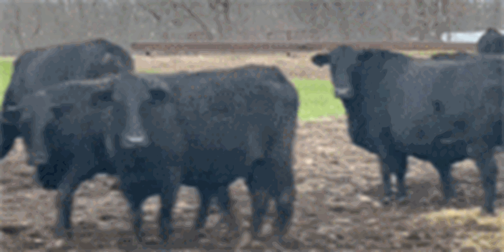 19 Brangus Cows... Southwest MO