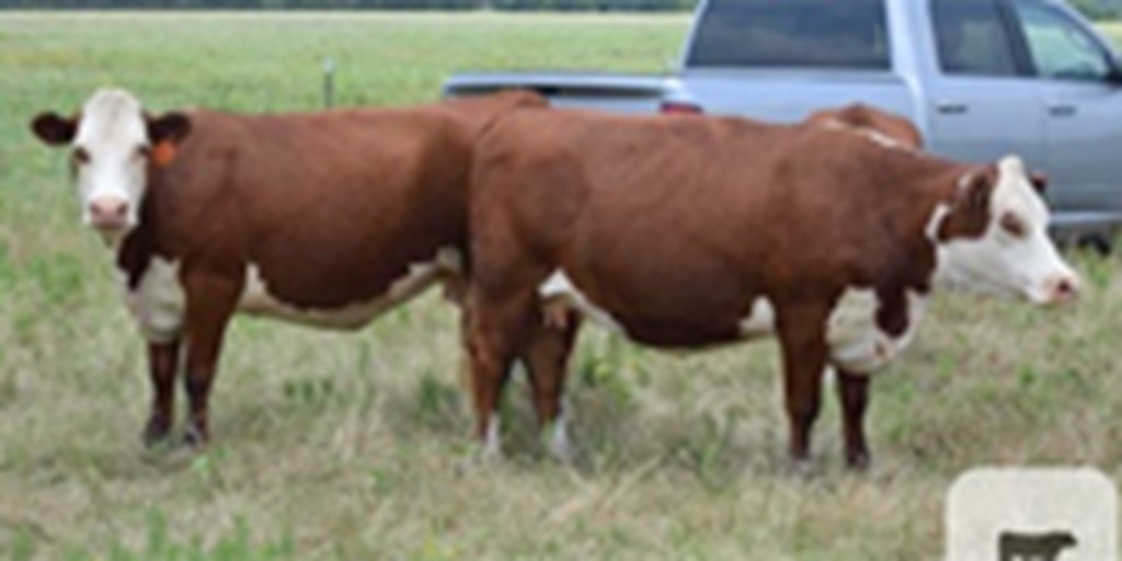10 Reg. Polled Hereford Cows... Northeast TX