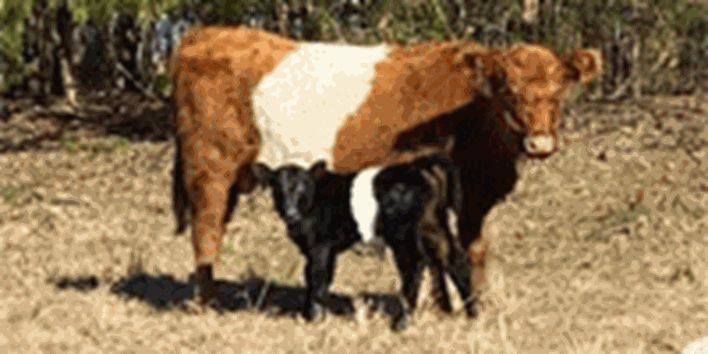 6 Reg. Belted Galloway Pairs...  Southwest MS