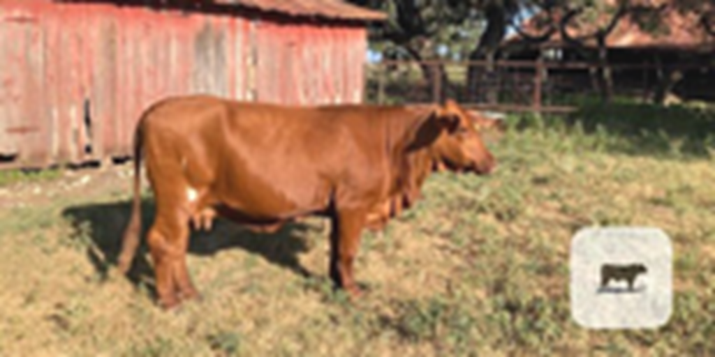 2 Reg. Beefmaster Cows... S. Central TX
