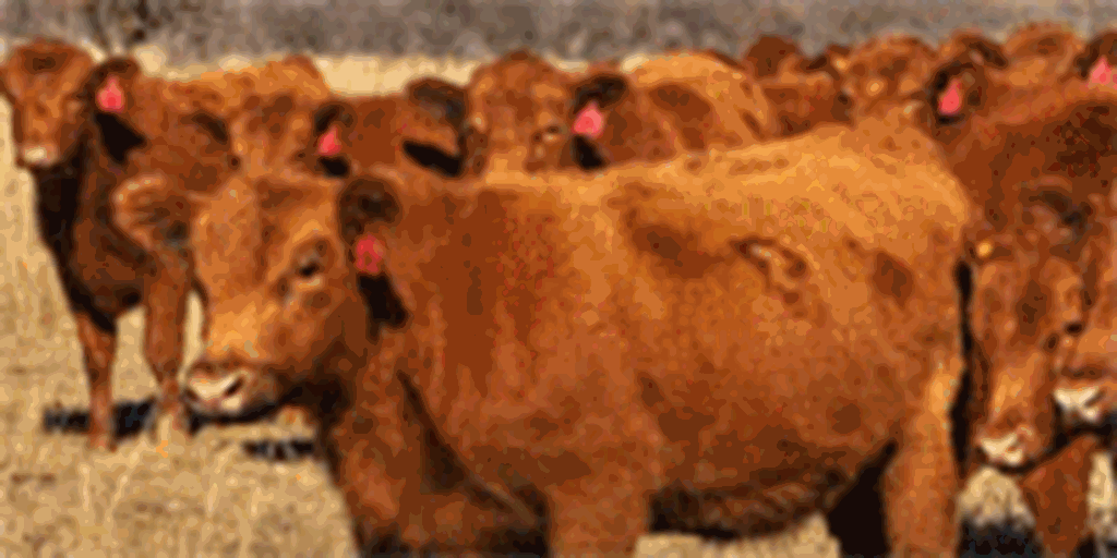 63 Red Angus Bred Heifers... N. Central OK