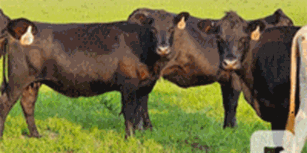 80 Angus/Brangus Cows... Northeast TX