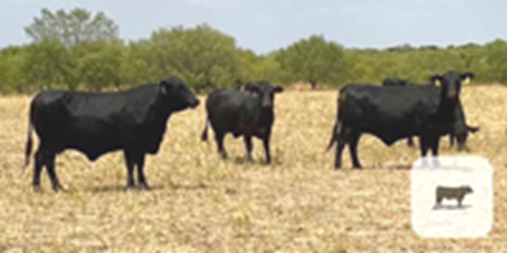 60 Brangus Cows... N. Central TX