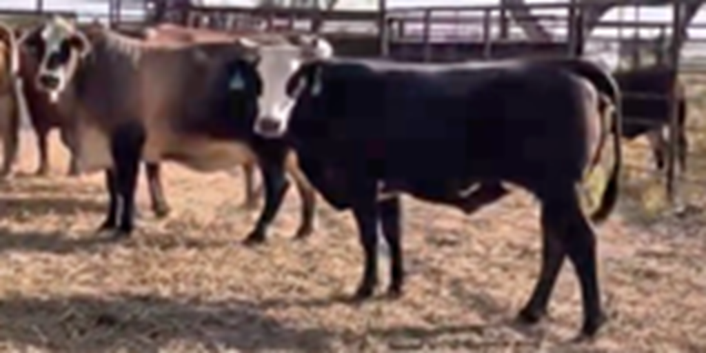 21 F1 Braford & Tigerstripe Cows... South TX