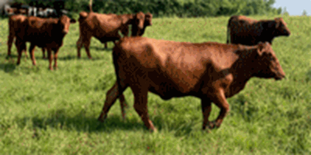 27 Red Brangus Bred Heifers... Northeast TX