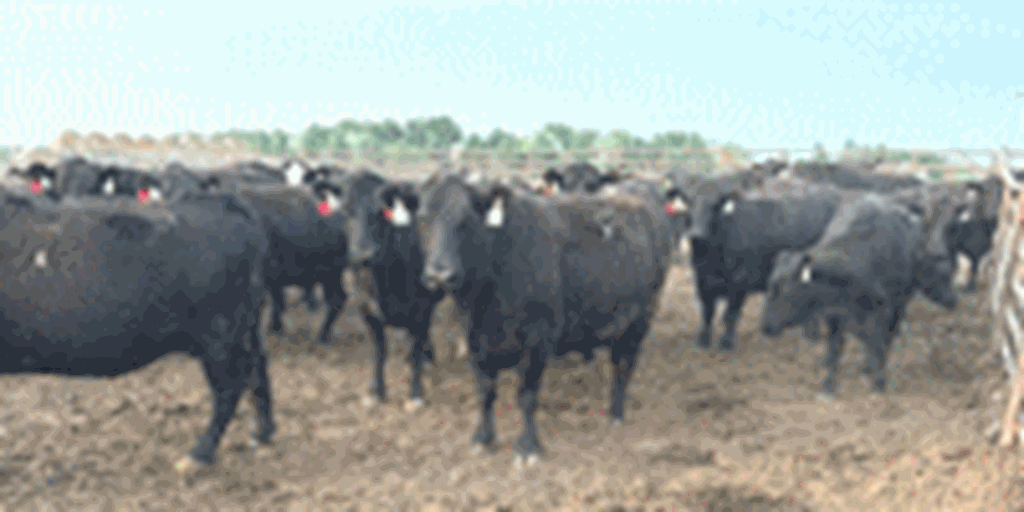 138 Angus & BWF Cows... S. Central ND