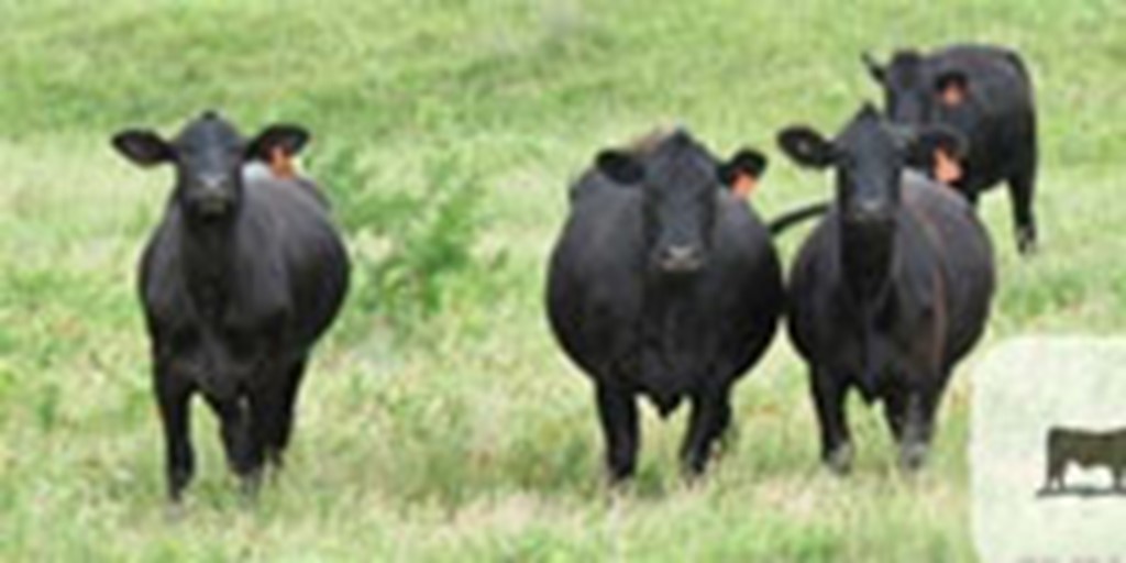 27 Angus Cross Cows... N. Central TX