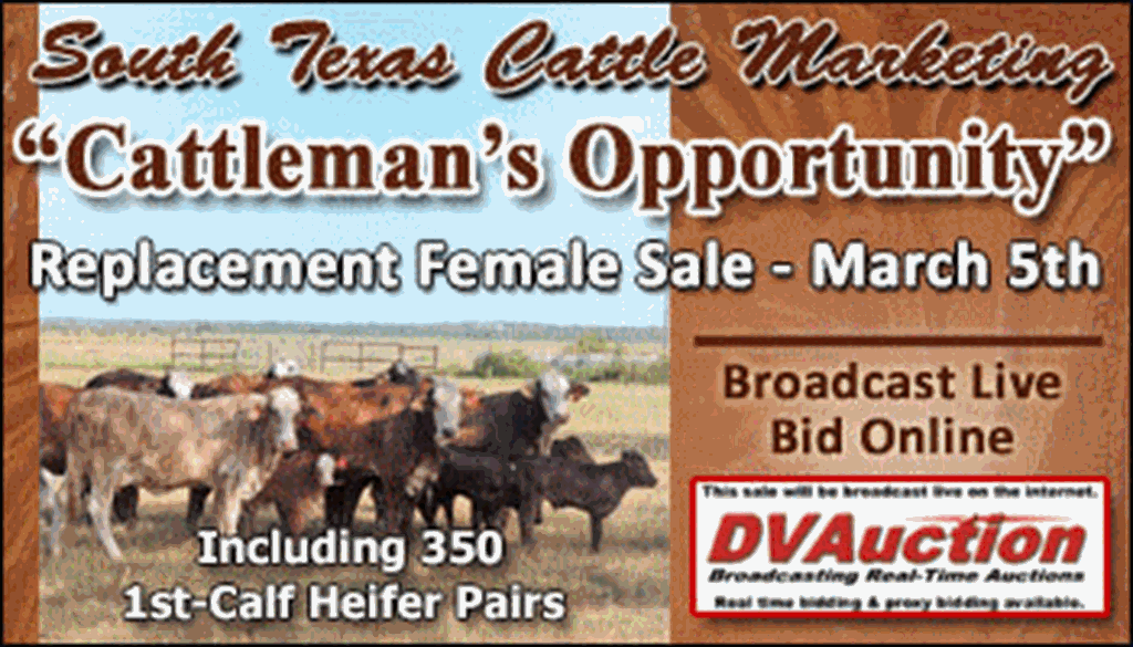 SS-South Texas Cattle Marketing "Cattleman's Opportunity" Replacement Female Sale-03-05-2022