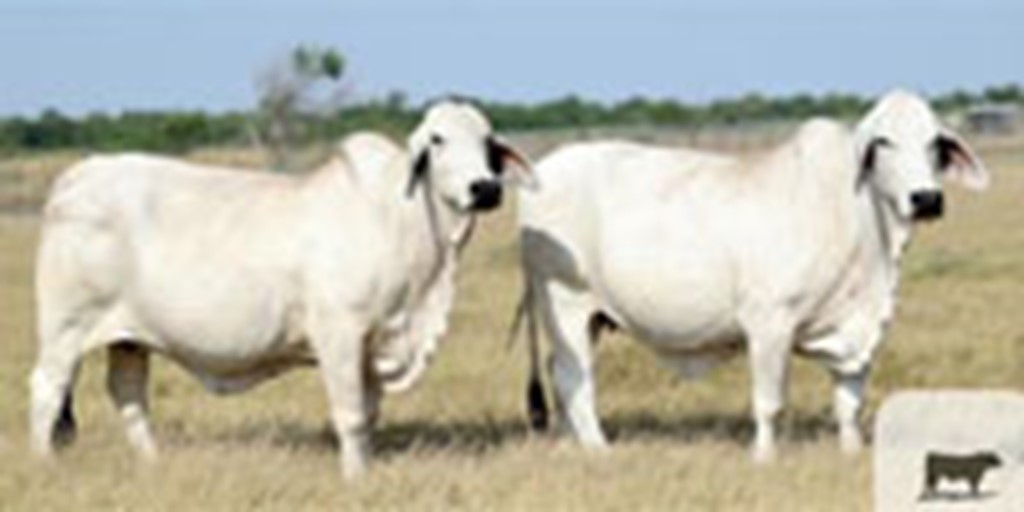 12 Reg. Brahman Cows w/ 4 Calves... South TX