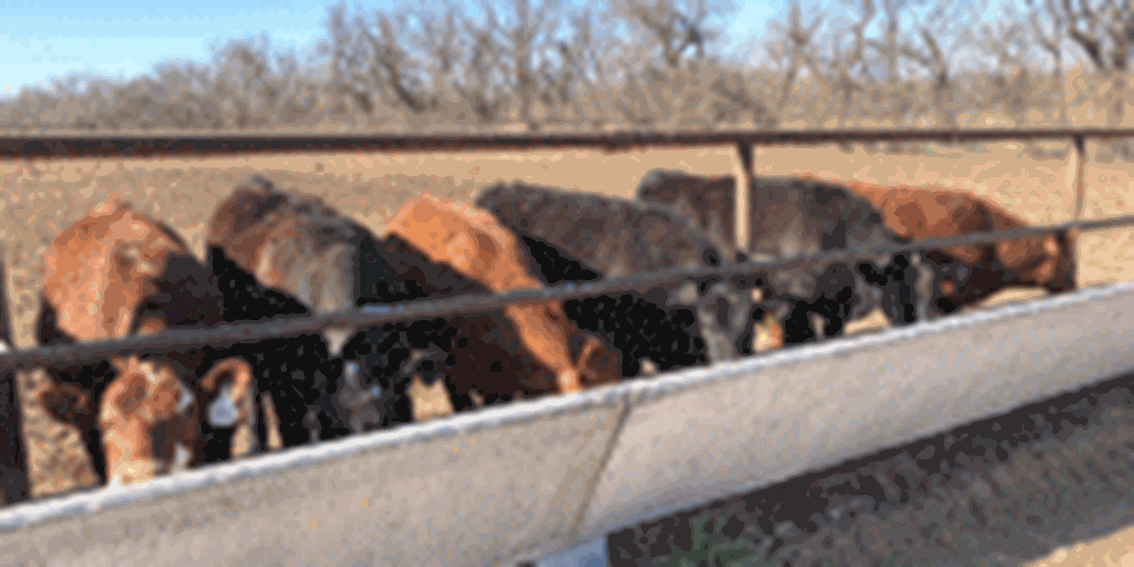 35 Angus, Red Angus, & Red Angus Cross Rep. Heifers... Central KS