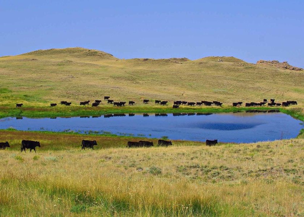 The Importance of Water for Cattle
