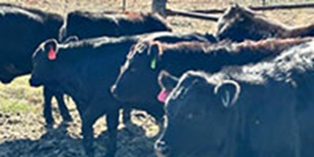 7 Angus Stocker Heifers... Central KS