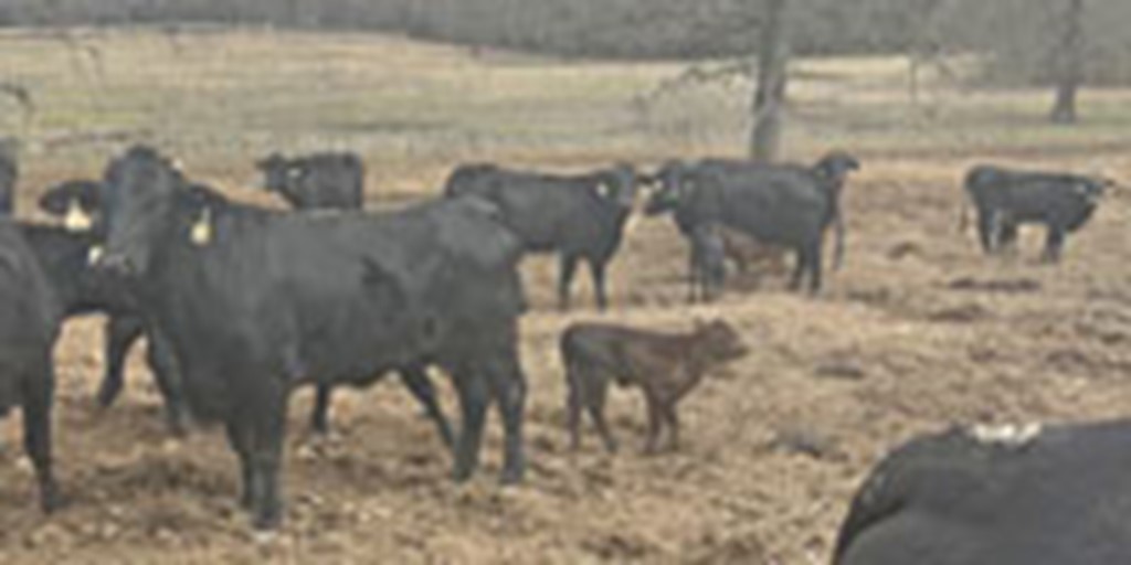 75 F1 Brangus Cows w/ 68+ Calves... Northwest AR