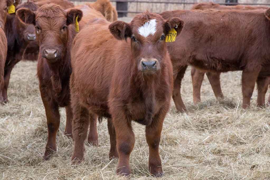 A Scarcity of Beef Replacement Heifers