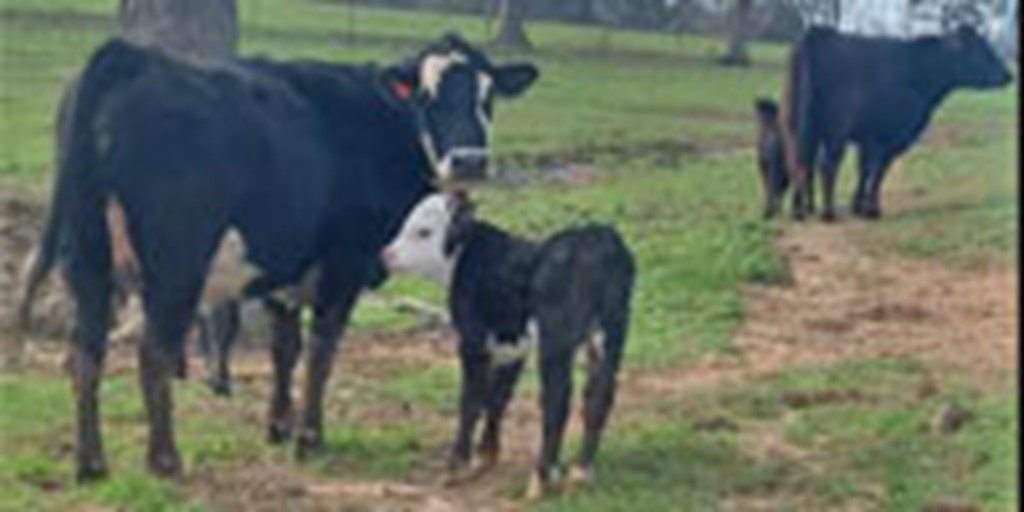 80 Angus Black Baldy Cows w/ 25+ Calves... Northeast AR