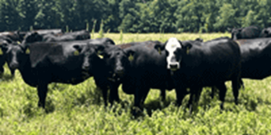 112 Angus & BWF Cows... Southwest MO