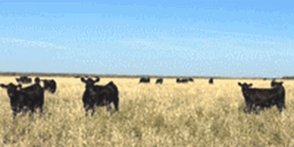 130	Purebred Angus Bred Heifers... Southwest OK