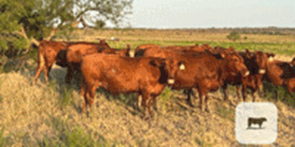 16 Red Angus Bred Heifers... North TX ~ PI-N