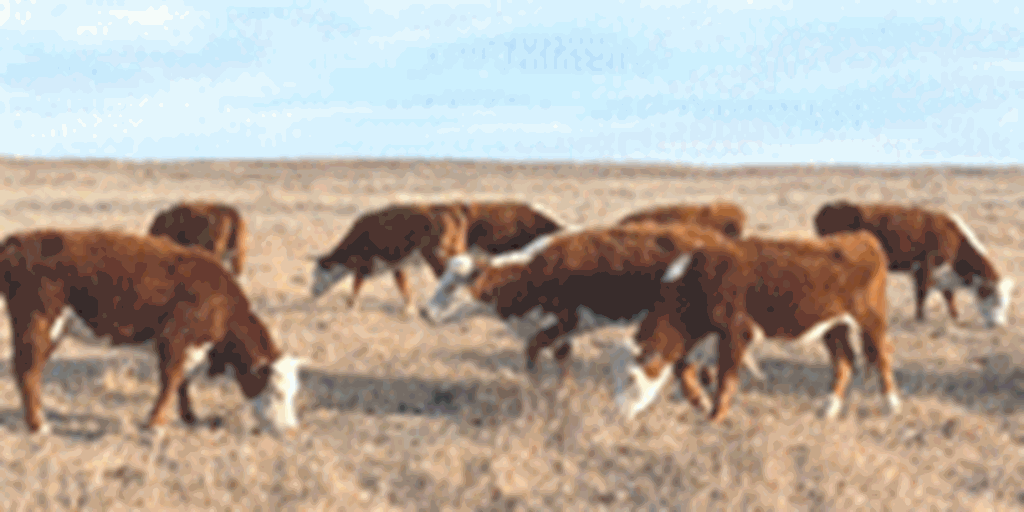 38 Horned Hereford Bred Heifers... TX Panhandle