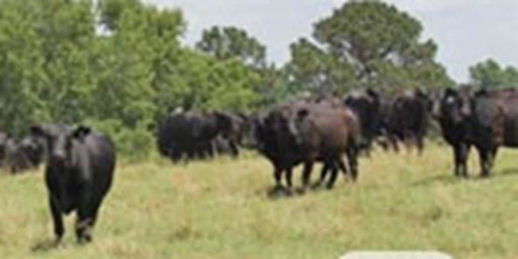 20 Angus Cows... Northeast TX