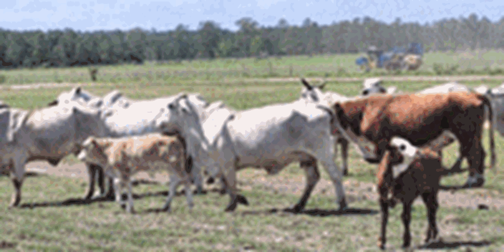 48 Brahman Cows w/ 11+ Calves... Northern FL