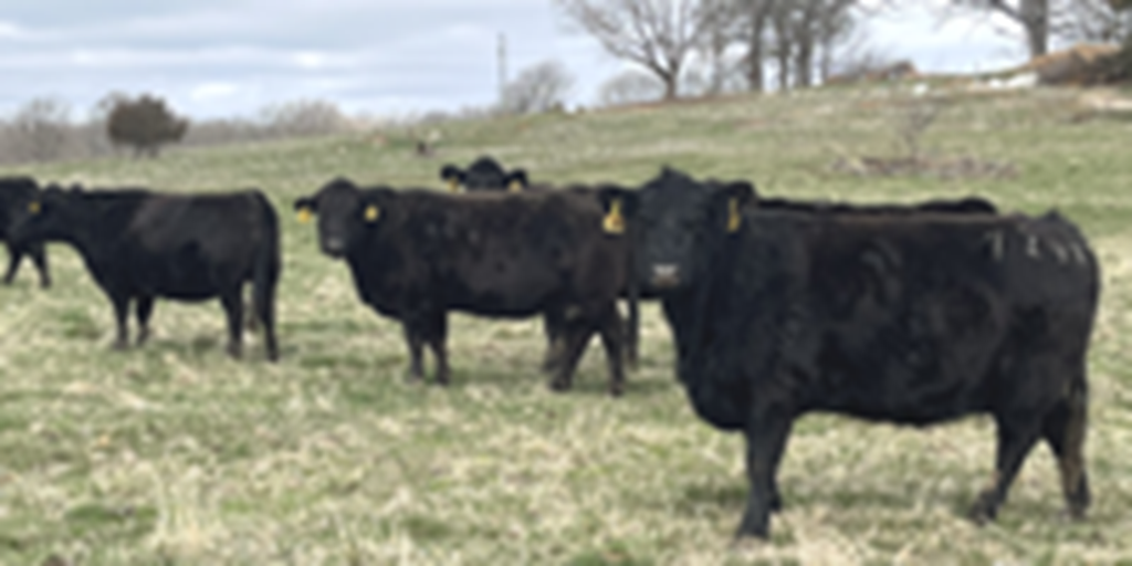 41 Angus & BWF Cows... Southwest MO