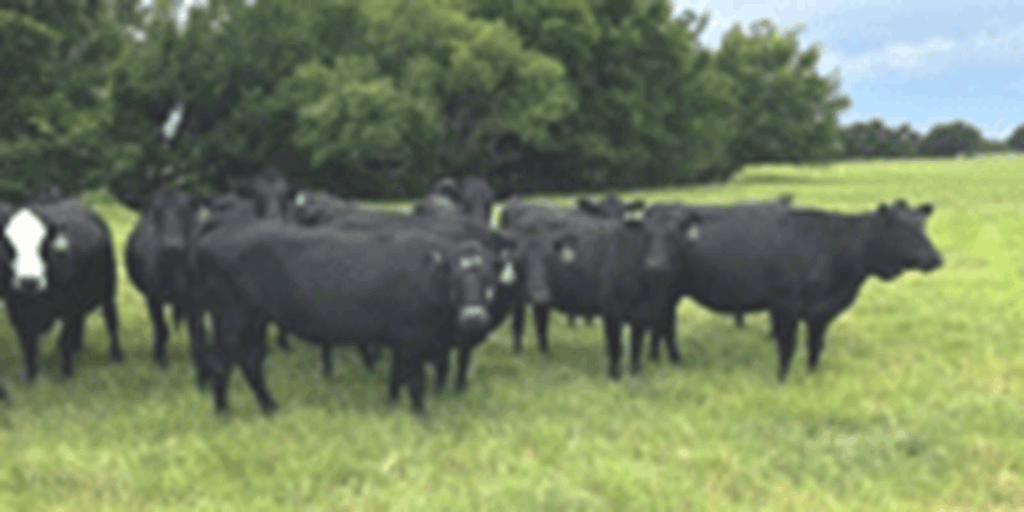 45 Angus Cows... North TX