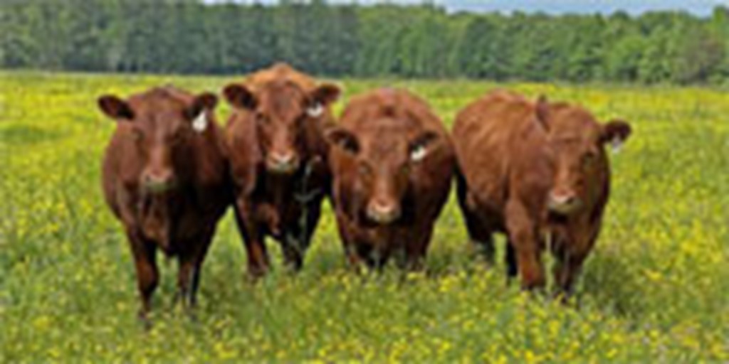 20 Purebred Red Angus Bred Heifers... W. Central AL