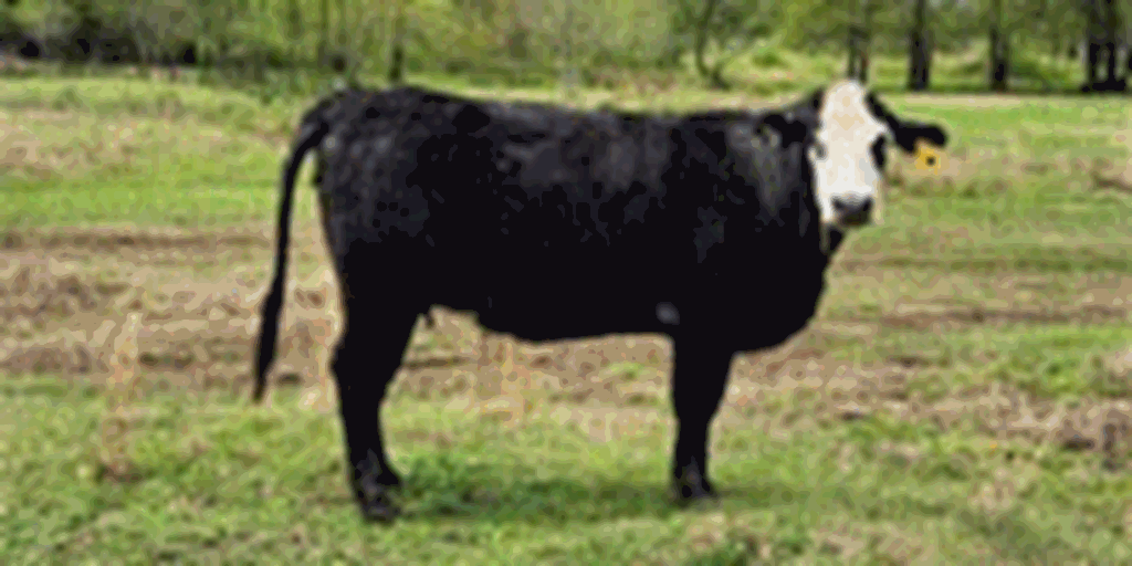 16 Angus & Black Baldy 1st-Calf Heifers w/ 10+ Calves... Central AR