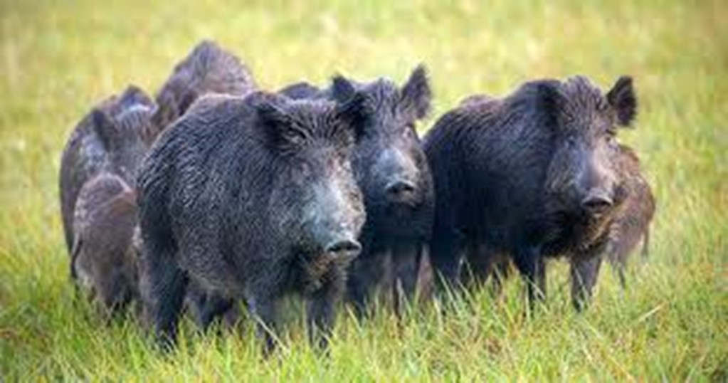 LSU Researchers receive Patent for Lethal Feral Hog Bait