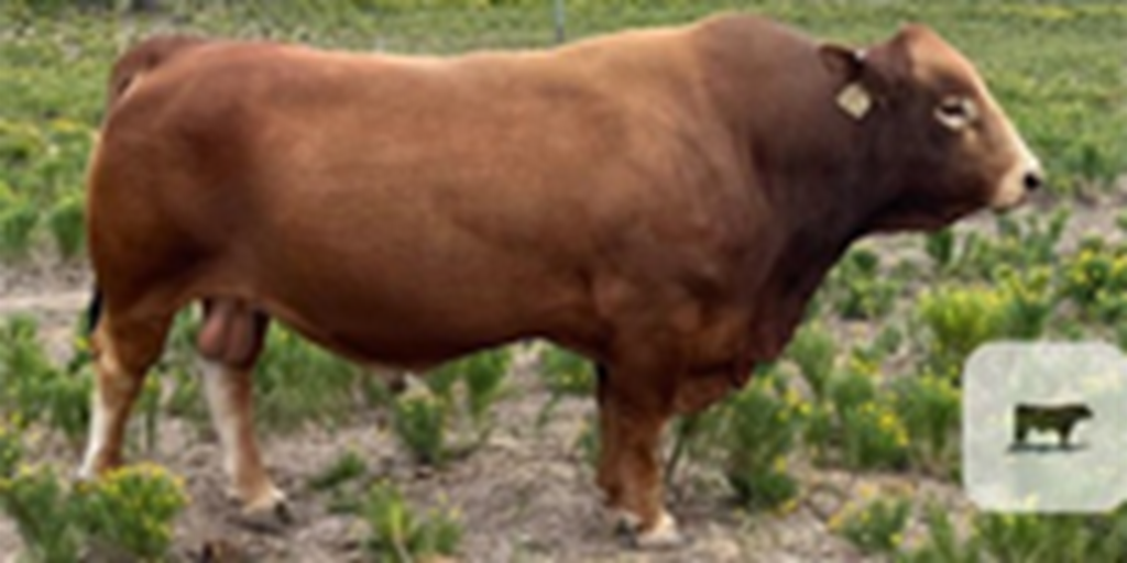 1 Reg. Beefmaster Bull... East TX