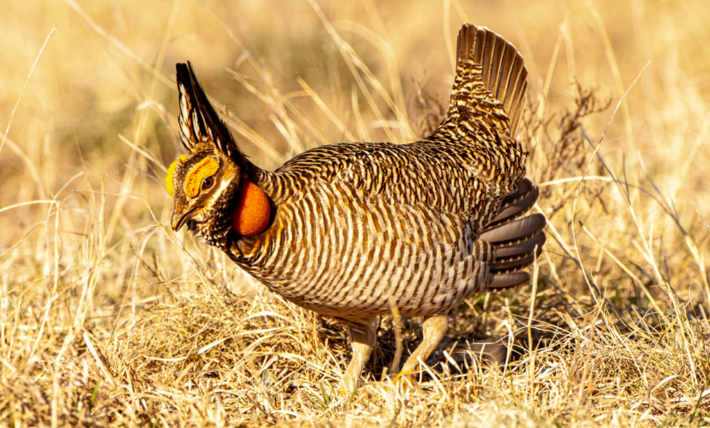 House votes to remove Endangered Species Act Protections for the Prairie Chicken